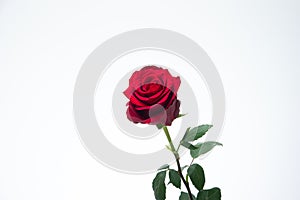 Single stem of blooming fresh red rose. Close up studio shot, isolated on white background