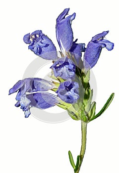 Single Stem with a Cluster of Bright Lavender-Blue Flowers