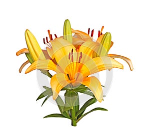 Single stem with bright orange lily flowers isolated