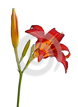 Single stem and buds plus red and yellow flower of a daylily iso