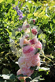 Single stem of Common hollyhock or Alcea rosea ornamental flowering plant with bunch of light to dark pink densely layered flowers