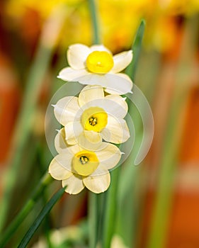 Single stem of daffodils with threee flowers on a single stem.