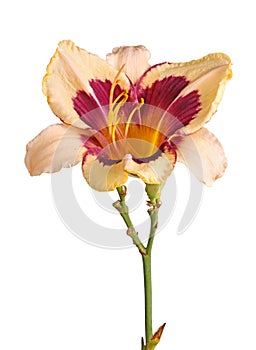 Single stem with daylily flower