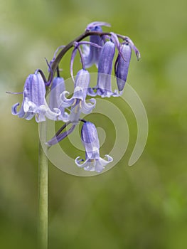 Single stem of English Blubells - Hyacinthoides non-scripta.