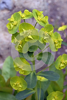 A Single Stem of Mrs. Robb\'s Bonnet in Bloom