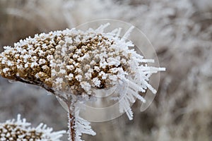 Single stem of old dry yellow yarrow and hoarfrost