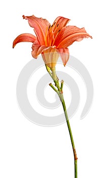Single stem with a pink daylily flower