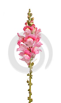 Single stem of pink shapdragon flowers