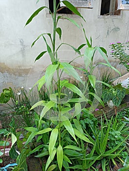 single-stemmed green plant photo