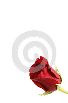 A single stemmed red rose with a white background