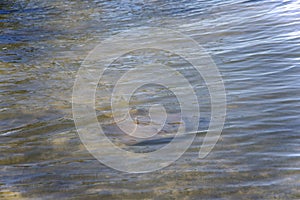 Sting ray in shallow lake water, Tuggerah Lake, NSW Australia photo