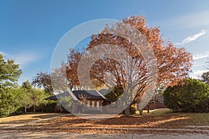 Single story bungalow houses in suburbs of Dallas with bright fall foliage colors