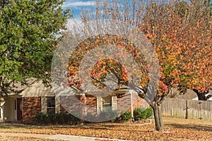 Single story bungalow houses in suburbs of Dallas with bright fall foliage colors