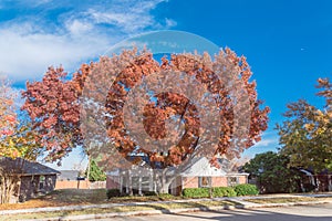 Single story bungalow houses in suburbs of Dallas with bright fall foliage colors