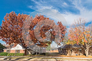 Single story bungalow houses in suburbs of Dallas with bright fall foliage colors