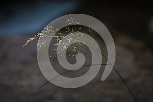 Single strand of wild flowering grass with blurred water stream on the background