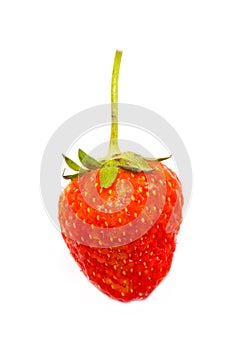 Single Strawberry Fruit.