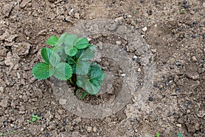 Single strawberry plant. Scattered black things on the soil surface are animal manures.