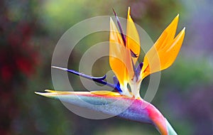 Single Strelitzia Crane Flower