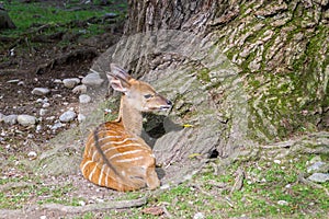 Single Striped African Deer at Base of Large Tree