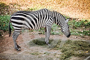 Single striped big adult zebra eats green beveled grass in open aviary