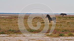 Single striped plains zebra standing on a colorful meadow with a lonely tree in Etosha National Park, Namibia, Africa.