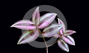 Single striped white purple leaf plant isolated on black background for graphic design or stockphoto, environment, greenery,