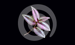 Single striped white purple leaf plant isolated on black background for graphic design or stockphoto, environment, greenery,