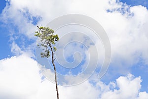 Single, striving pine tree against a blue and white summer sky. photo