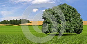 Single, strong tree in field, countryside, summer