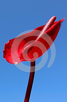 single stunning glossy red peace lily flower petal against a plain blue background series