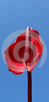 single stunning glossy red peace lily flower petal against a plain blue background series