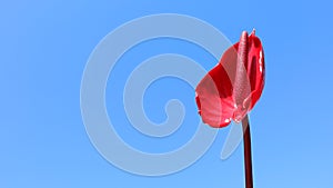 single stunning glossy red peace lily flower petal against a plain blue background series