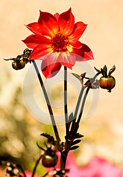 Single stylized red yellow dark-stemmed dahlia flower