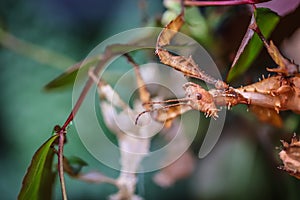 Single subadult female of Extatosma tiaratum