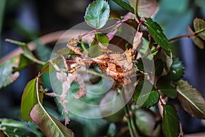 Single subadult female of Extatosma tiaratum