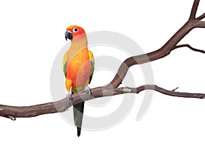 Single Sun Conure Parrot on a Tree Branch photo