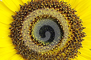 Single Sun flower