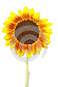 Single sunflower