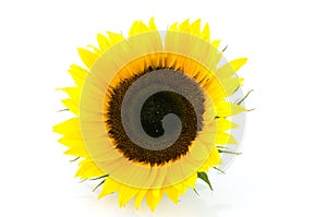 Single sunflower