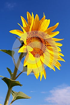 Single sunflower