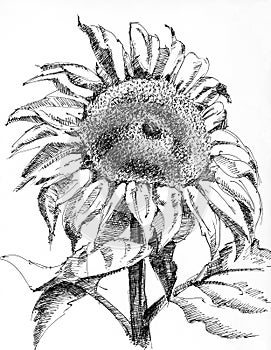 A single sunflower