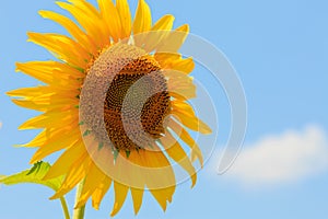 Close-up sunflower against blue sky