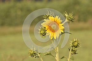 Single sunflower or best yellow color sunflower