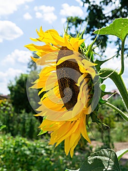 single sunflower blue sky background