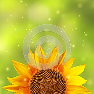 Single sunflower with a blurred green background