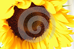 A single sunflower