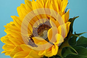 A single sunflower