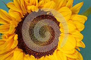 A single sunflower