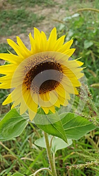 Single Sunflower in the field